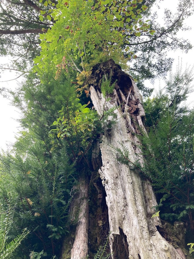 野迫川村勝手神社の巨木